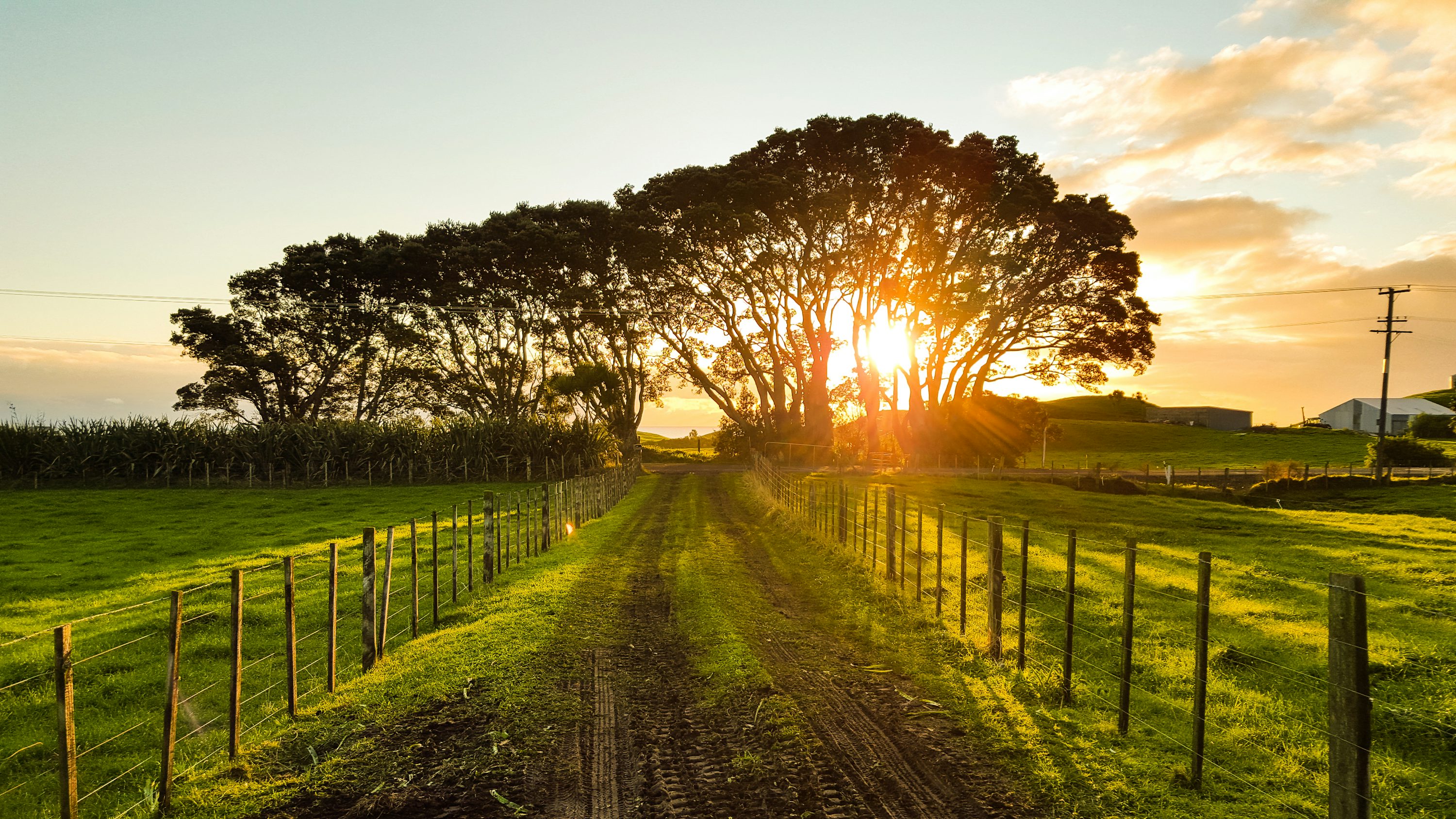 Campo y arboles al atardecer
