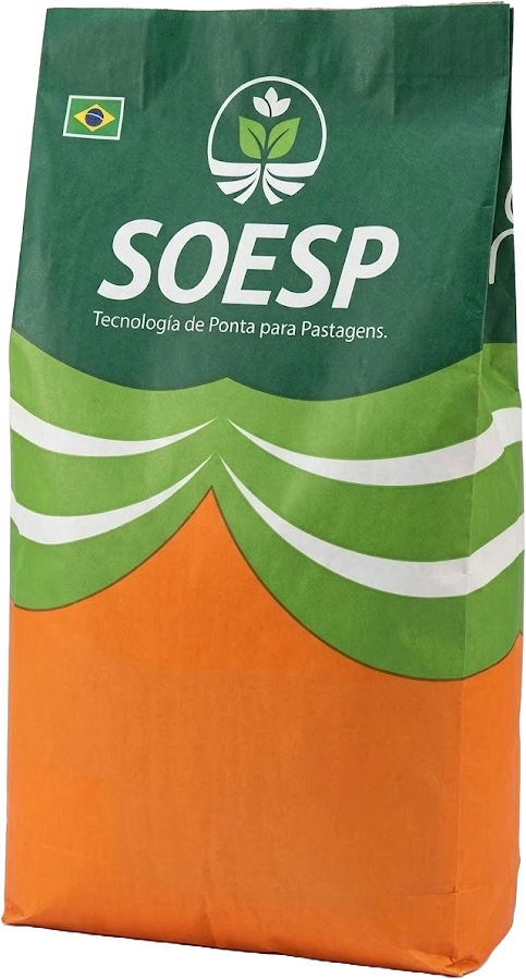 SOESP RUZIZIENSIS VC80 NUA